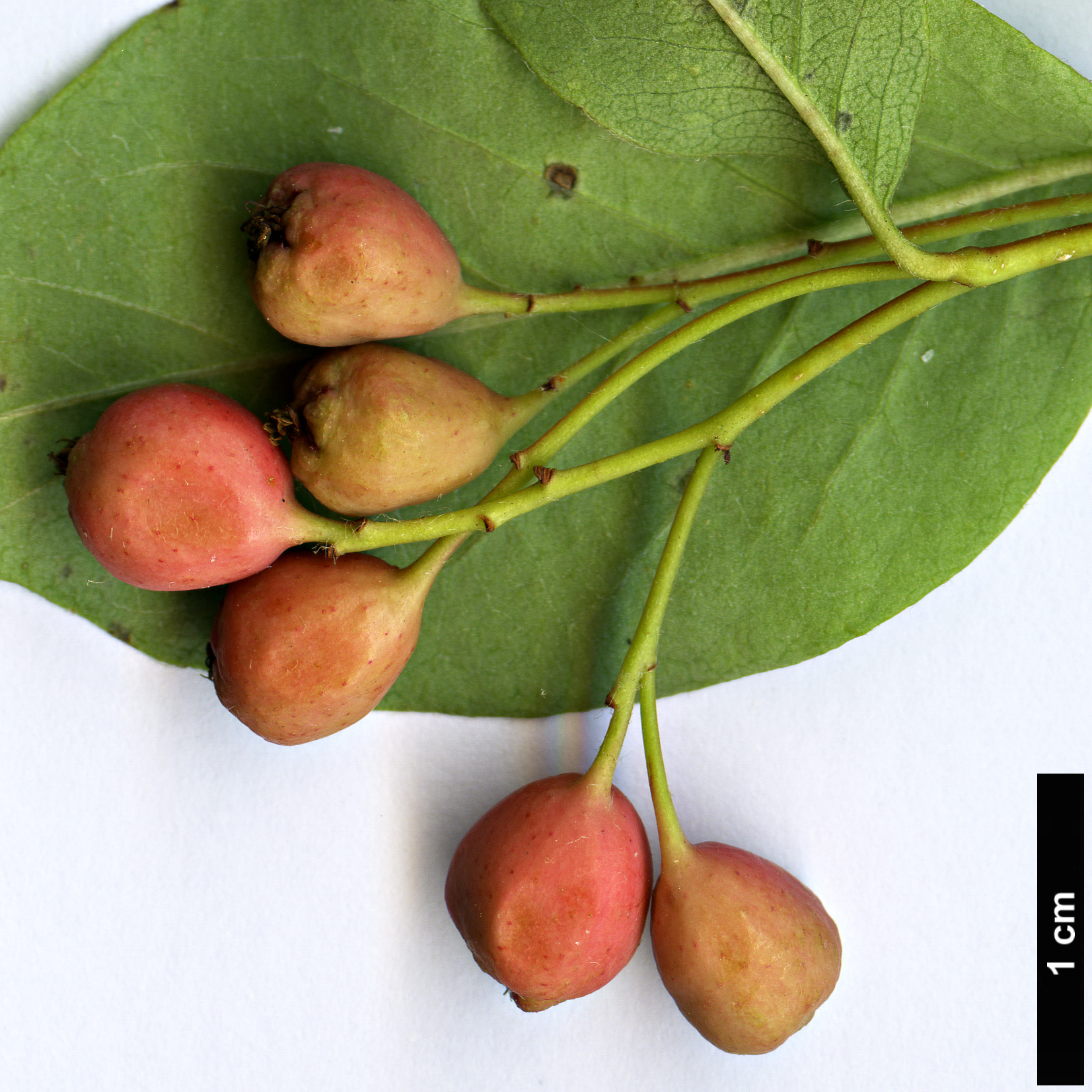 High resolution image: Family: Rosaceae - Genus: Cotoneaster - Taxon: roseus High resolution image: Family: Rosaceae - Genus: Cotoneaster - Taxon: roseus